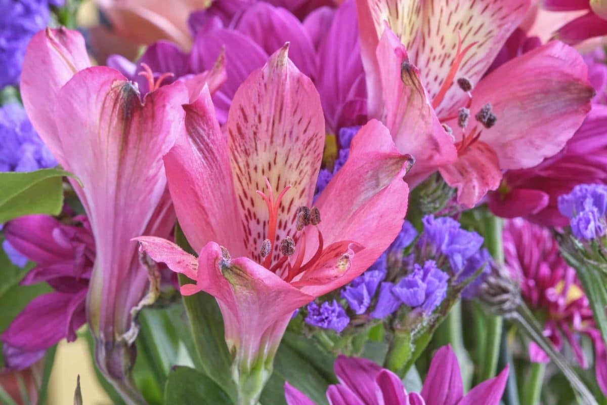 bordura floreale fai da te per il tuo giardino