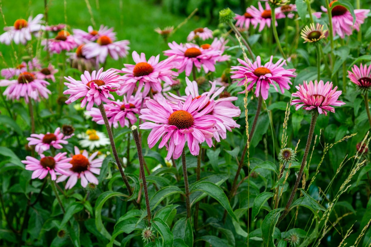 Fiori estivi resistenti alla siccità: le scelte migliori per un giardino fiorito