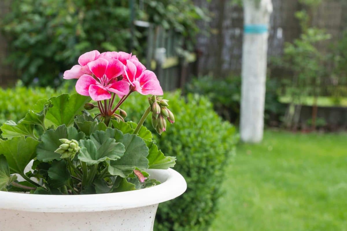 Come innaffiare i gerani: guida completa per piante sane e rigogliose