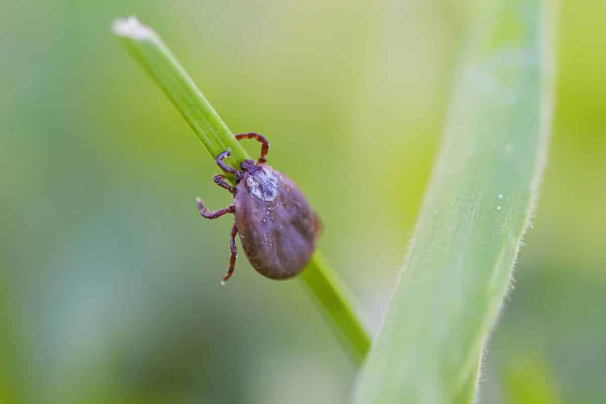 Zecche in giardino come prevenirle e combatterle