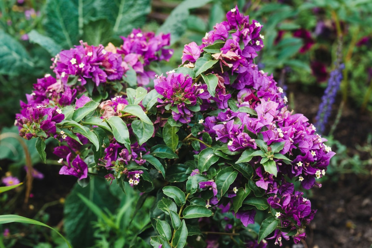 La Bougainvillea è una pianta tropicale amata per i suoi fiori vibranti. Tuttavia, i rami secchi possono essere un problema comune. Ecco come curarla e mantenerla in salute.