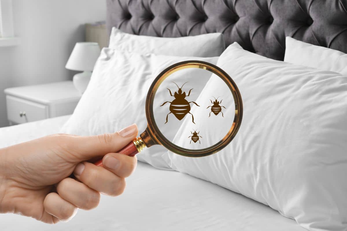 Cimici dei letti: riconoscerle, prevenirle e eliminarle con successo