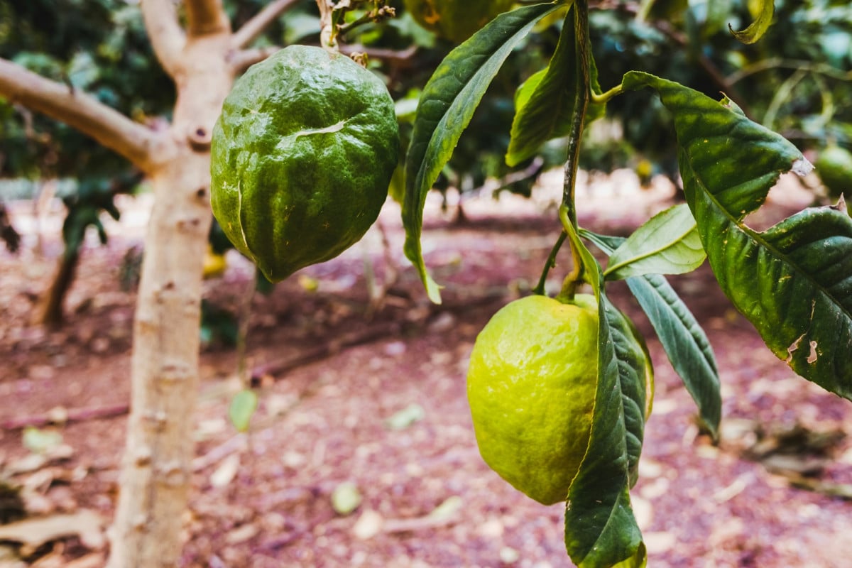 La coltivazione del cedro può essere un'attività gratificante e decorativa, sia sul balcone che in giardino.