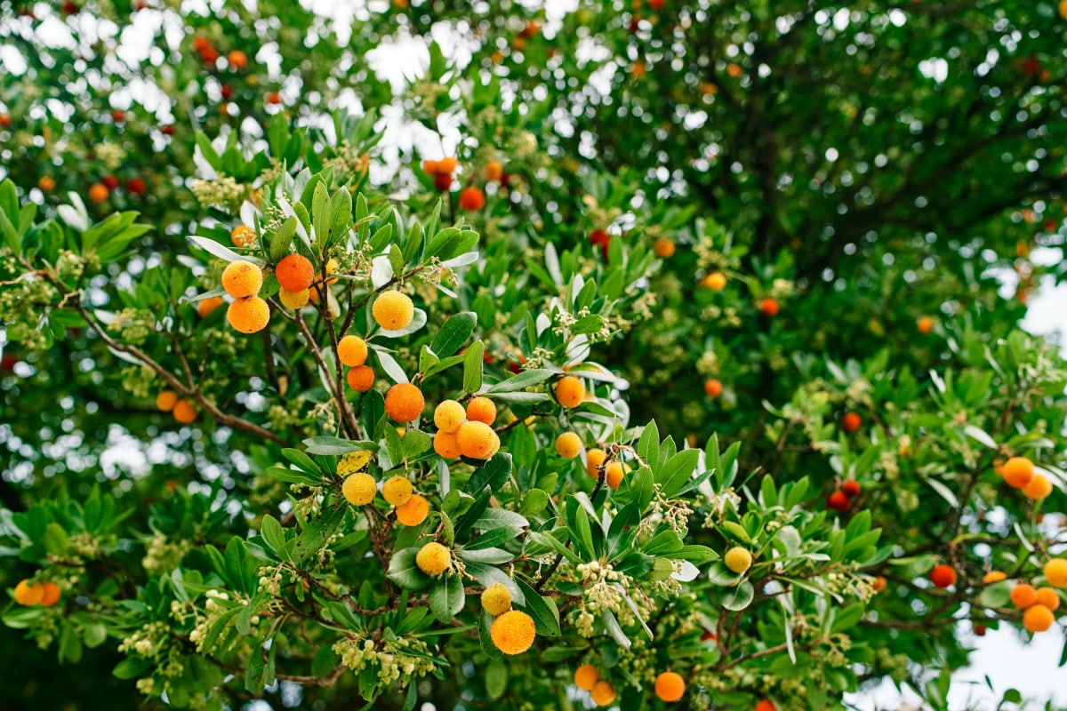 Scopri i segreti per coltivare con successo il corbezzolo sia in vaso che in giardino, migliorando la resa dei frutti e la bellezza del tuo spazio verde.
