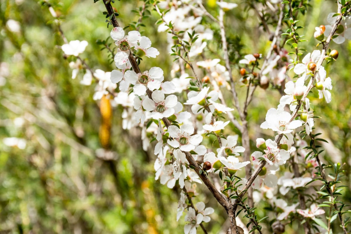 Il mirto è una delle piante più affascinanti della macchia mediterranea. Imparare a coltivarlo con successo, sia in giardino che in vaso, può offrire grandi soddisfazioni.