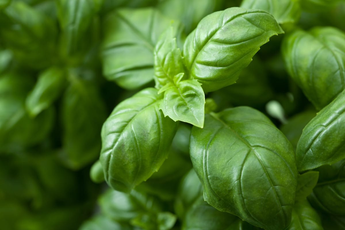 Il basilico è una delle erbe aromatiche più amate, ma mantenerlo rigoglioso e in salute può essere una sfida.