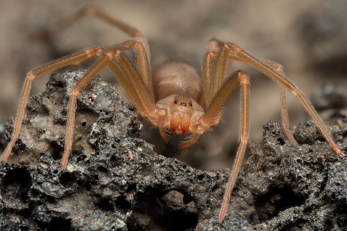 Il Ragno Violino: come riconoscere e difendersi da un inquilino inaspettato