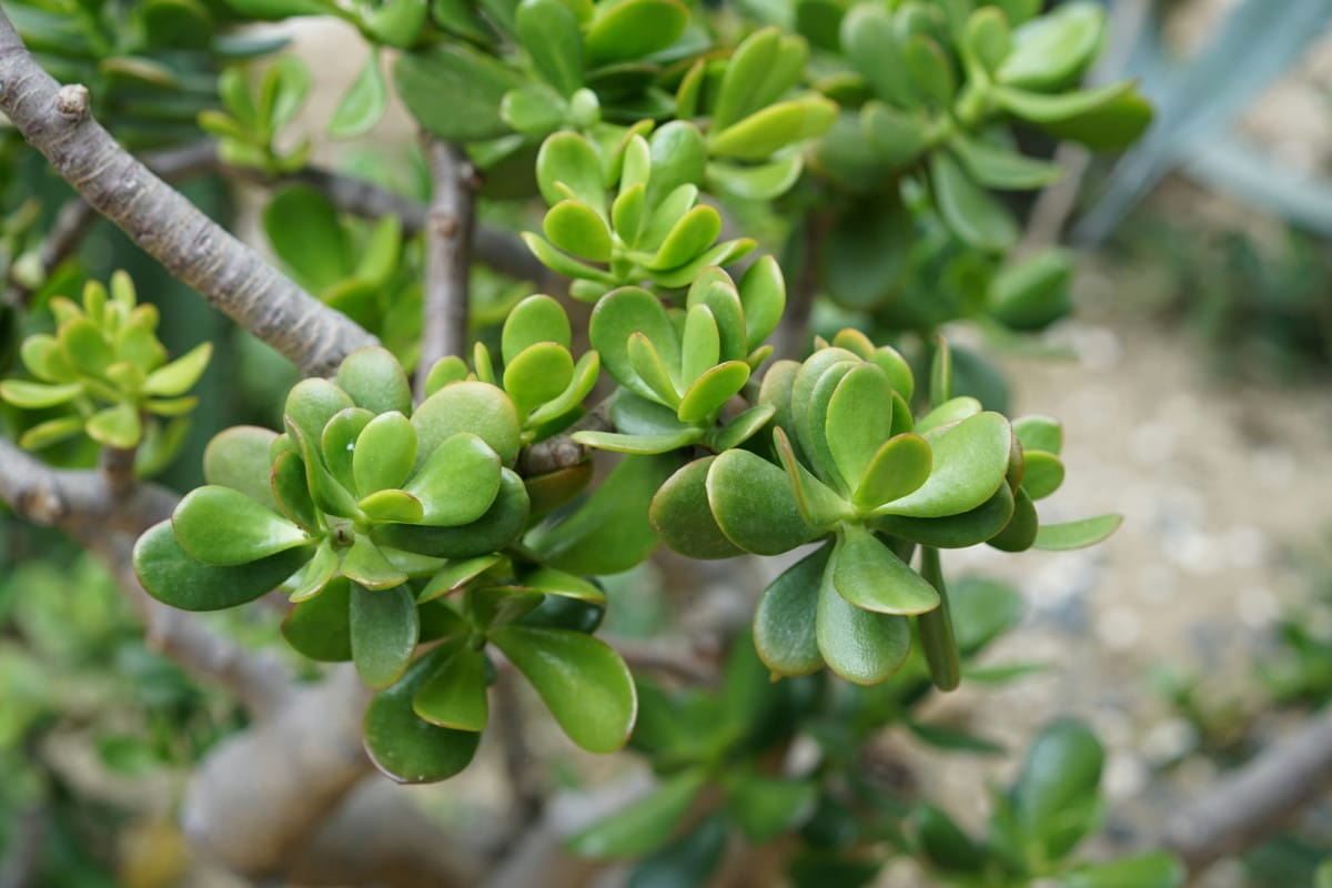 Albero di Giada, Crassula ovata, tutto quello che devi sapere.