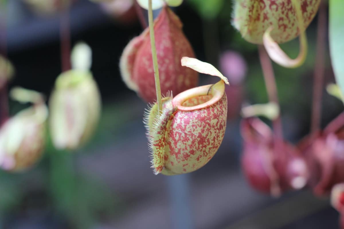 Scopri come prendersi cura delle Nepenthes, le affascinanti piante carnivore a brocca.