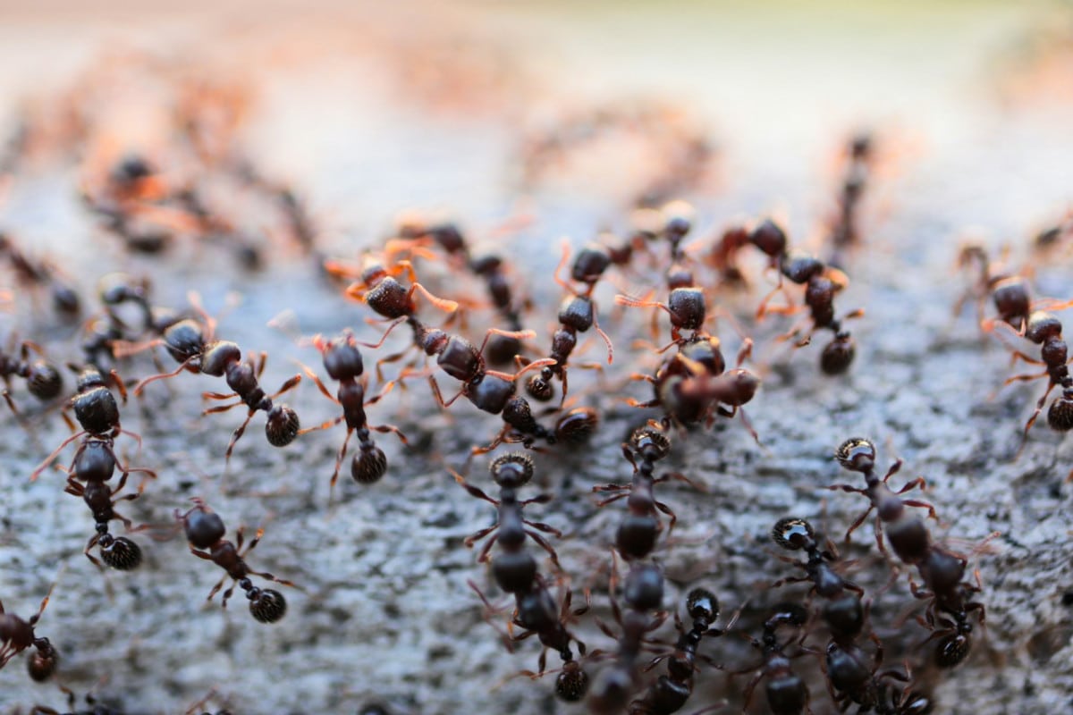 Eliminare le formiche in casa con metodi naturali.