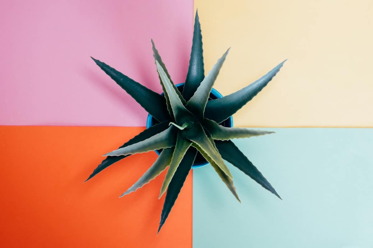 Guida dettagliata con consigli su frequenza, quantità d'acqua e segnali di sovra e sotto-irrigazione dell'Aloe vera.