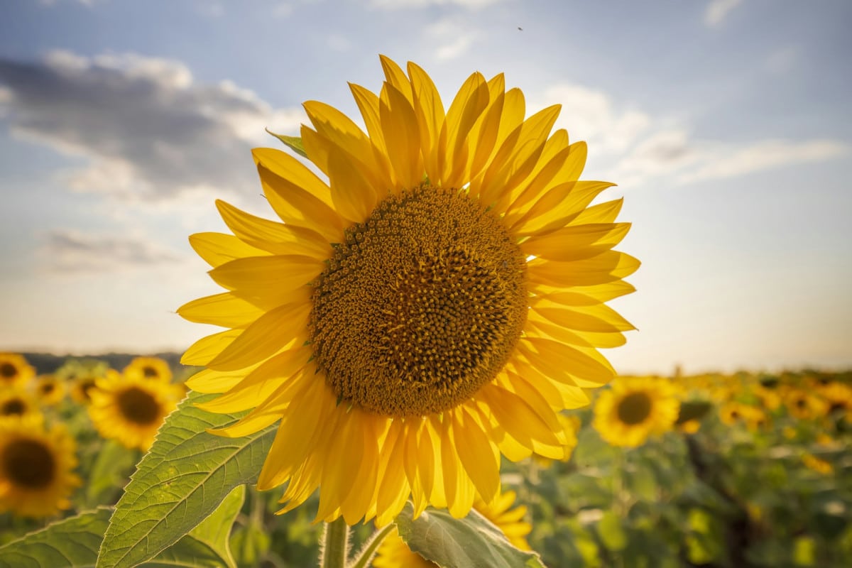 Il girasole è una delle principali piante che fiorisce in agosto
