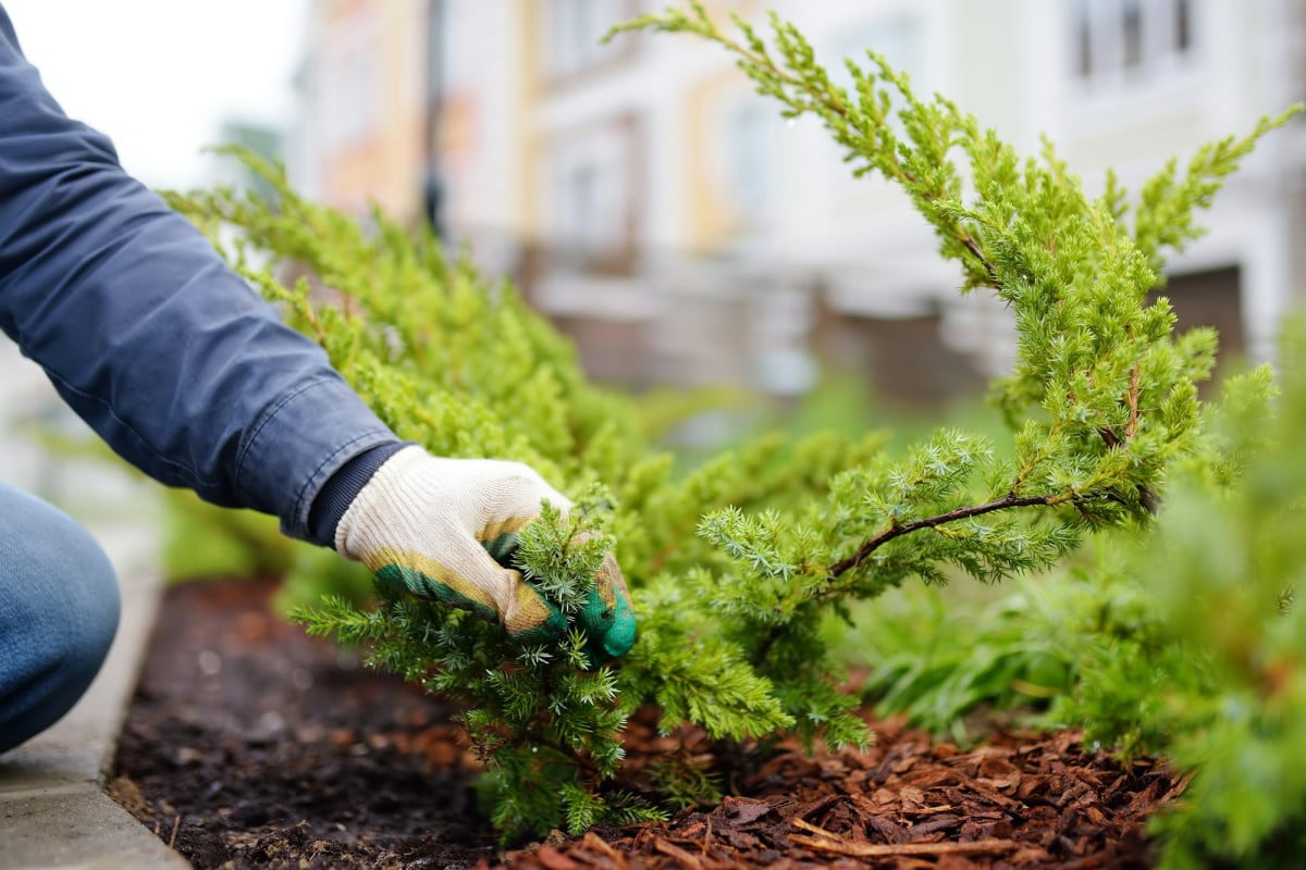 La pacciamatura è una tecnica fondamentale per ogni giardiniere che vuole ottenere il massimo dalle sue piante.