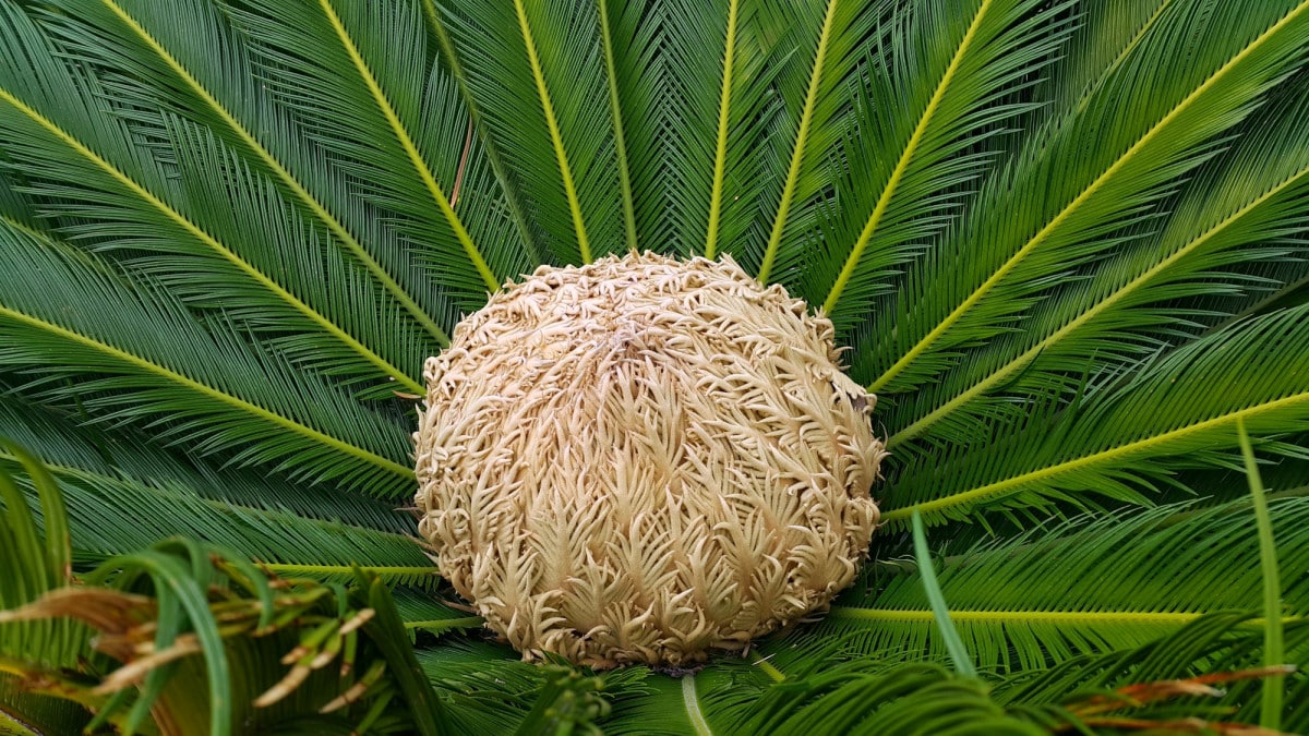 La moltiplicazione delle Cycas può avvenire principalmente tramite semi o per divisione dei polloni.