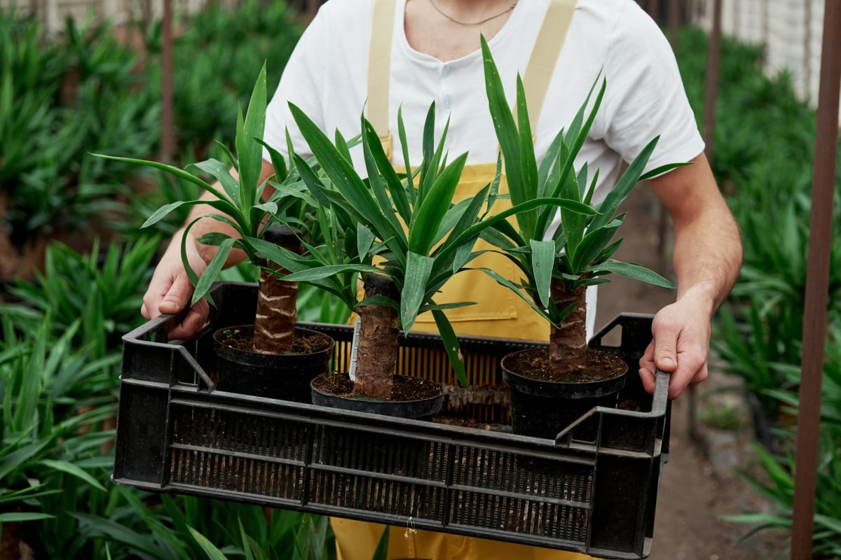 Mantenere piante in casa può sembrare un’impresa ardua, soprattutto per chi non ha esperienza. Fortunatamente, esistono piante che richiedono pochissima manutenzione e si adattano a qualsiasi ambiente.