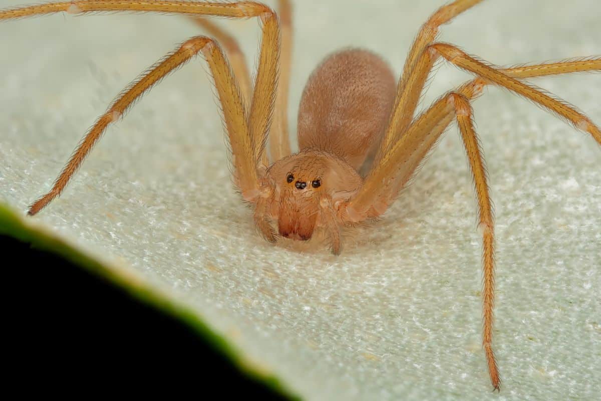 Il Ragno Violino: Come Riconoscere e Difendersi da un Inquilino Inaspettato