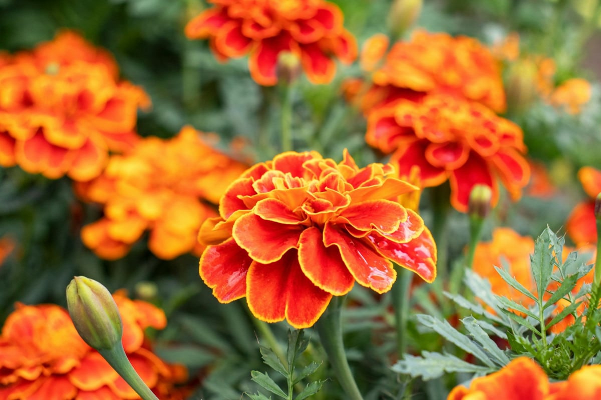 Settembre è il momento ideale per piantare fiori e preparare il tuo spazio verde per l'autunno e l'inverno.